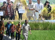 Bupati Kupang Panen Padi di Amarassi Timur