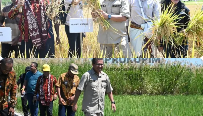 Bupati Kupang Panen Padi di Amarassi Timur