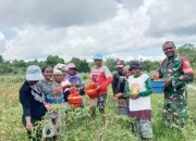 Babinsa Koramil Wedomu Bantu Petani Panen Cabai
