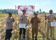 Polres Belu Gelar Panen Jagung di Kelurahan Fatukbot