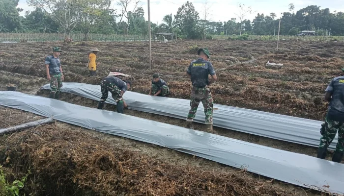 Satgas TMMD 124 Kodim 1710/Mimika dan Poktan Noken Naena Terus Kejar Target Penanaman di lokasi Pembukaan Lahan Tidur