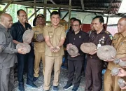 Bupati Belu Pantau Panen Porang di Desa Lasiolat Perbatasan Timor Leste