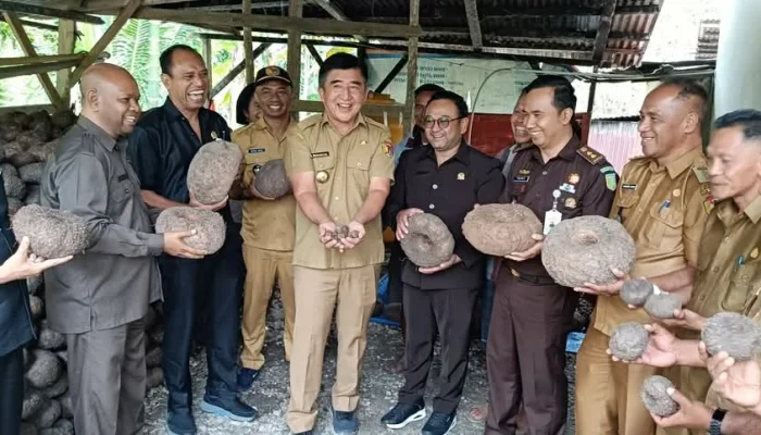 Bupati Belu Pantau Panen Porang di Desa Lasiolat Perbatasan Timor Leste