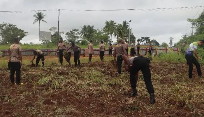 Dukung Ketahanan Pangan Nasional Polres Mappi Buka lahan Jagung