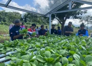 Hydro Bae Wayame: Air untuk Asa, Energi untuk Ekonomi”