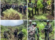 Satgas Gabungan Bongkar Empat Kebun Ganja di Oksibil
