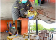 Karantina Papua Tengah Sertifikasi 2.580 Kepiting Hidup untuk Ekspor ke Singapura