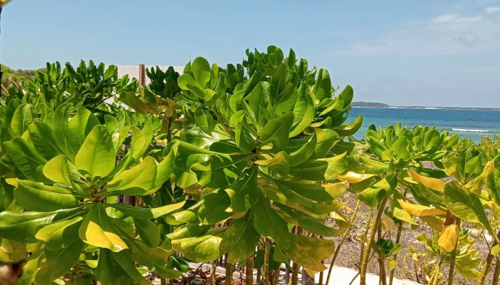 Cinta Laut, PT Bo’a Development Tanam 15.000 Gagabusan di Pantai Oemau