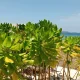 Cinta Laut, PT Bo’a Development Tanam 15.000 Gagabusan di Pantai Oemau